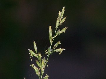 specie di una gramigna - cfr. Paspalum distichum e Poa sp.